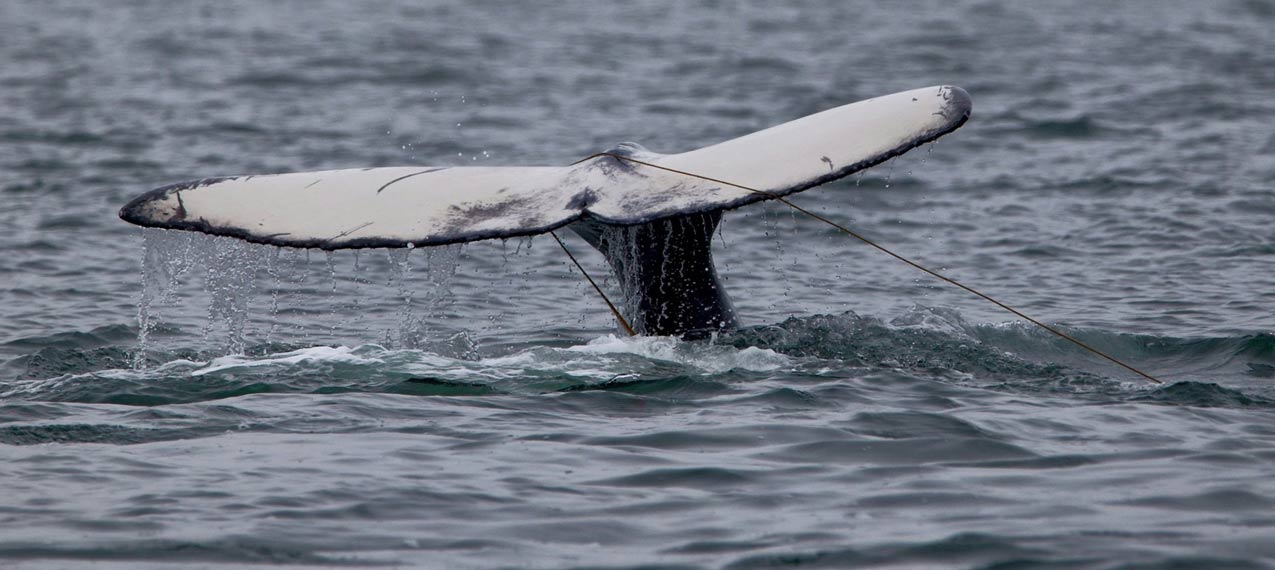 Be-courageous-but-stop-chasing-white-whales